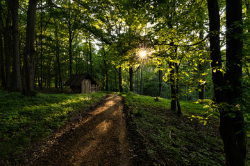 Obraz premium Summer in forest. Amazing shades of green, sun peaking through the leaves, creating nice shadows and structures. A small cottage down the road, walk the path to a mystery. Serene, peaceful scene.