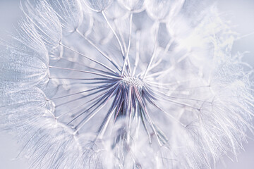 A closeup shot of a blow away dandelion. Very atmospheric and cool shot. Peaceful, calming, pattern. Look inside of partly blown away dandelion.