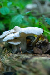 Mushrooms in the grass against the background of the autumn forest. Mushroom close-up in the natural environment. Beautiful autumn landscape