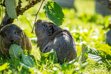 Meerschweinchen 