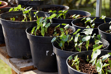 Plastic pots of Nasturtium seedlings in a non heated greenhouse