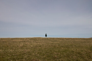 Fototapeta premium Alone tree in the field-depression concept