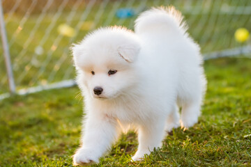Fototapeta premium Adorable samoyed puppy running on the lawn