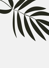 Silhouettes of plants and leaves. Abstract black and white minimalistic poster.