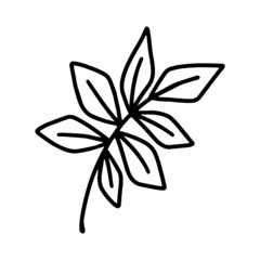 Vector hand drawn branches and leaves of tropical plants in doodle style isolated on white background. Black outline coloring page for adult and kids. Synadenium, monstera, palm leaf.