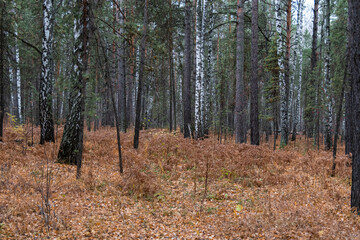 Obraz premium Autumn walk along the old road in the forest. Autumn landscape in the rays of the sun. Autumn landscape with colorful fall foliage trees.