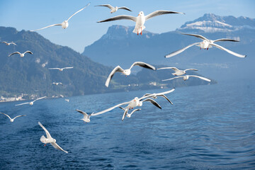 Naklejka premium Fliegende Möve bei Vierwaldstättersee, Schweiz