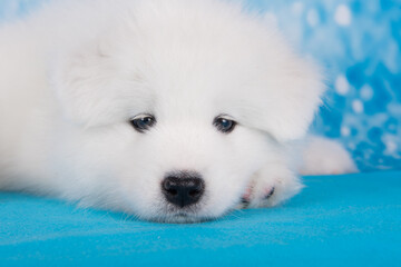 White fluffy small Samoyed puppy dog is sleeping on blue blanket