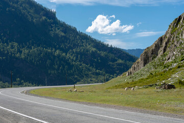 Naklejka premium peaks of mountains against the sky with white clouds. Summer sunny day. Mountain asphalt road