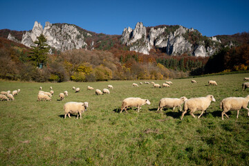 Sheep on orange autumn meadow.  Scenic landscape in Sulov, Slovakia, on beautiful autumn 