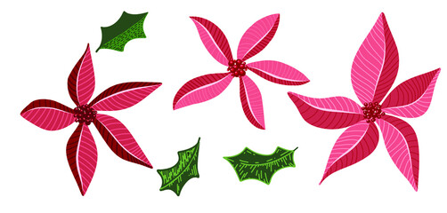 Red winter flowers. Christmas Poinsettia vector illustration. 