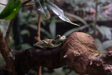 frog on a branch