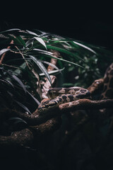 water dragon in the water