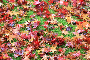 紅葉の絨毯