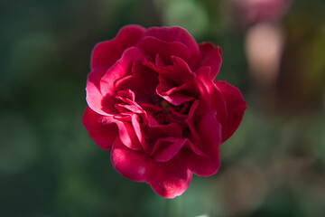 single red rose