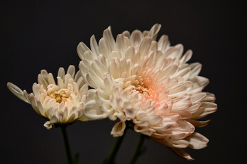 dahlia flower on black