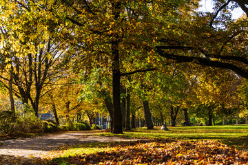 Herbstliche Parklandschaft mit grünem Rasen und farbigen Herbstlaub