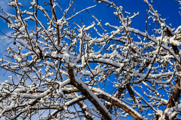 Deciduous tree covered with thick white snow
