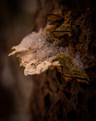 autumn leaves on the tree