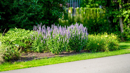 Blumen im Stadtpark Papenburg