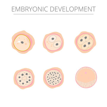 Vector illustration of embryonic development. Fertilization