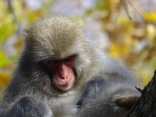 白神山地のニホンザル