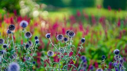 Blumen im Stadtpark Papenburg