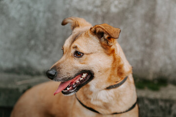 Portrait of a ginger dog