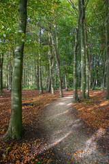 Woodland trail through trees