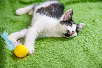 Beautiful kitten playing with a toy on a bed