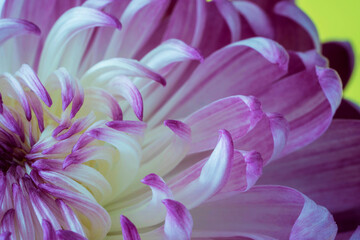 Macro Close up Purple Chrysanthemum Flower