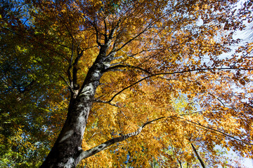Cansiglio forest with autumn colors