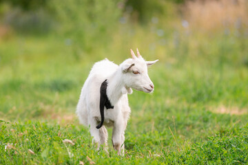 Obraz premium goat on grass.