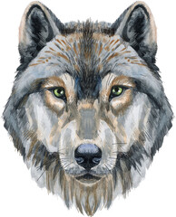 Wolf head. Watercolor wolf painting illustration isolated on white background © Andreichenko
