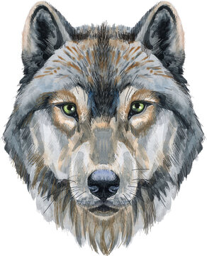 Wolf head. Watercolor wolf painting illustration isolated on white background