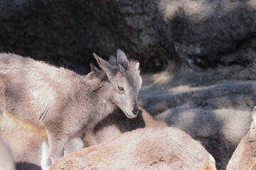 スチョーワンバーラル