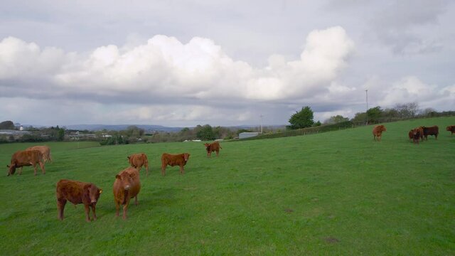 Cows and Bulls on Fields from a drone, Torquay, Devon, England, Europe