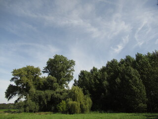 Fototapeta premium Baumgruppe unter schönem Himmel
