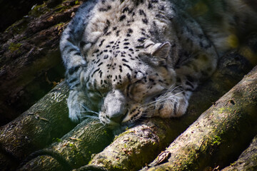 Obraz premium Snow leopard
