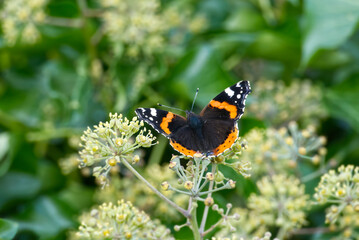 Fototapeta na wymiar Red admiral butterfly (Vanessa Atalanta) with open wings perched on hedge (hedera helix) in Zurich, Switzerland