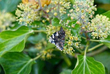 Red admiral butterfly (Vanessa Atalanta) with closed wings perched on hedge (hedera helix) in Zurich, Switzerland