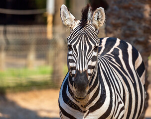A Headshot of a Burchell's Zebra (Equus burchelli). African wild animal that looks like a horse, with black and white lines on its body. Adorable zebra looking into the camera. Funny zebra face