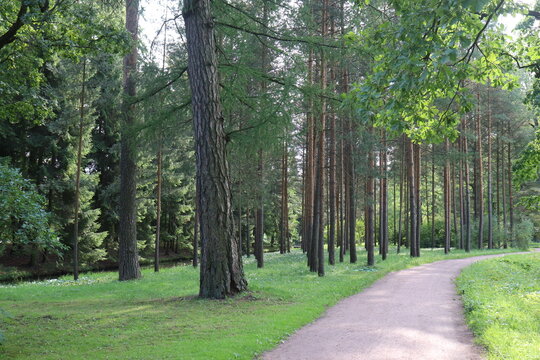 landscape of a beautiful pine forest