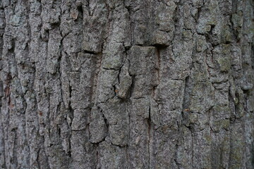 oak,bark,eiche,rinde