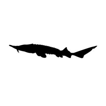 recommend clip art: Silhouette of a black sturgeon fish on a white background.
