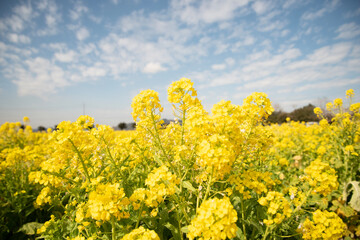 Obraz premium field of yellow flowers