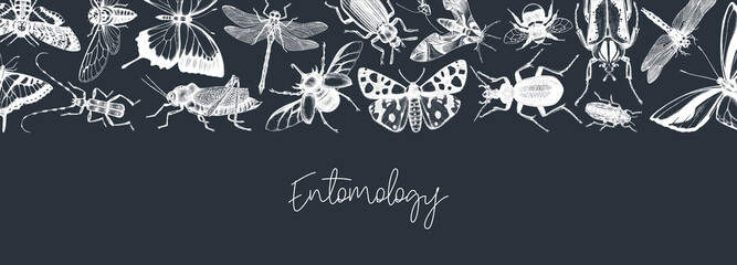 Hand-sketched insect banner template. Hand drawn beetles, bugs, butterflies, dragonfly, cicada, moths, bee illustrations in vintage style. Entomological frame vector design on chalkboard © sketched-graphics