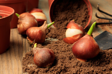 How to plant tulip flower bulbs in autumn or spring in planters or pots