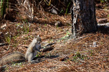 Squirrel on pine needles standing on hind legs
