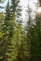 Obraz premium Pine and spruce forest with green tall trees and the sun looking as star through the branches in a summer day